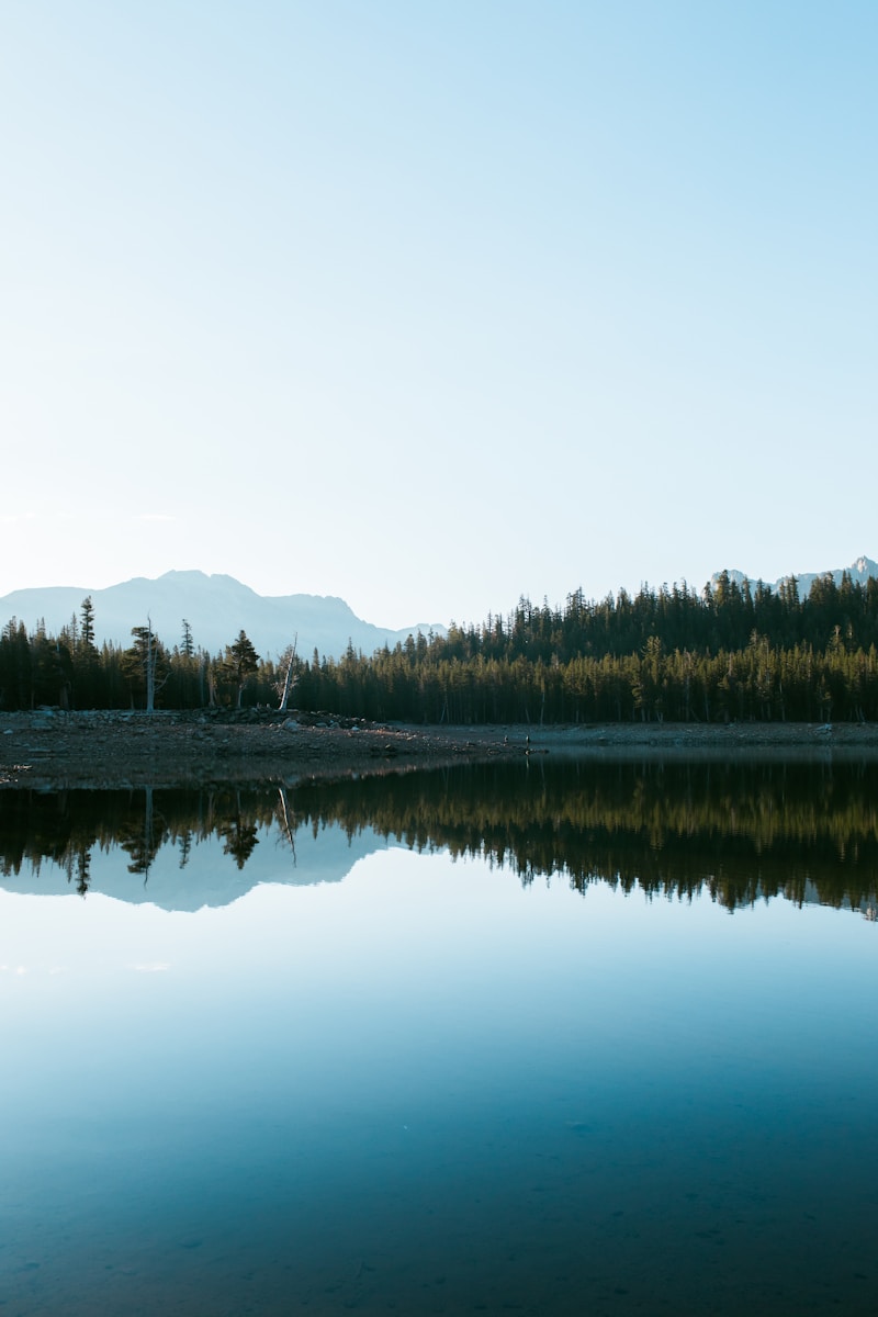 body of water between trees